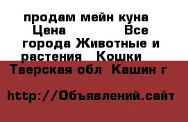 продам мейн куна › Цена ­ 15 000 - Все города Животные и растения » Кошки   . Тверская обл.,Кашин г.